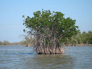 Red mangroves are found along the waters edge