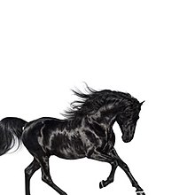 A black horse in a white background.