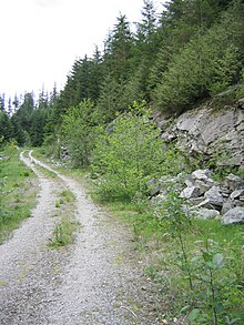 A photogrpoh of a steep logging road climbing through a forest