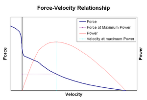 Force–velocity relationship of muscle contraction