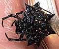 Underside of orange specimen, showing spinner and thread. For scale, band in background is 6 mm wide. Near Houston