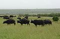 African buffalo herd