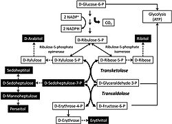 The pentose phosphate pathway adapted from (Verhoeven, 2001)[5]