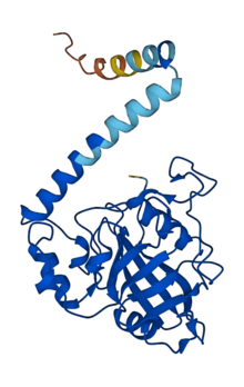 AlphaFold predicted structure of SlrA showcasing the 8 strand beta-bundles and two associated alpha-helices synonymous with cyclophilin PPIases.