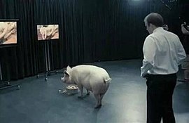 A man in a suit is filmed as he approaches a pig