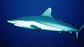 The Grey reef shark is territorial and may be aggressive, and has been involved in non-fatal attacks on divers.[2]