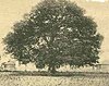 Emancipation Oak at Hampton University in Phoebus, Virginia