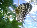 A butterfly at Cecil B. Day Butterfly Center