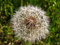 Cypselae on a dandelion "clock" (the matured capitulum) can disperse in the wind due to the hair-like calyx tissue above each ovary.