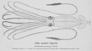 #42 (24/9/1877) Drawing by A. E. Verrill of the Catalina specimen, here incorrectly identified as the Fortune Bay specimen (#34); see original illustration (Verrill, 1880a:pl. 20)