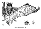 Myotis escalerai