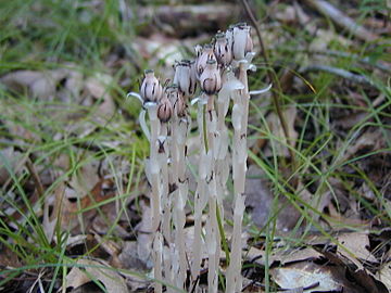 Plant displaying its common light pink coloring