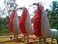 Horses used in the Chinakkattur Pooram of Palappuram