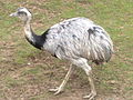 A rhea