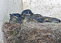 Older fledglings in nest