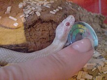 Small white snake next to human index finger, demonstrating its size