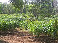 Rubber plantation