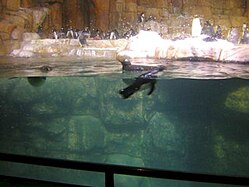 Gentoo penguins