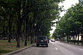 Tree-lined Haskell Avenue