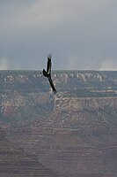 Condor flying alone in the Grand Canyon, Arizona