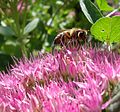 Honey bee on sedum 'Autumn Joy' (Hylotelephium telephium)