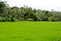 Paddy Field