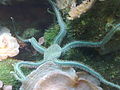 Brittle star