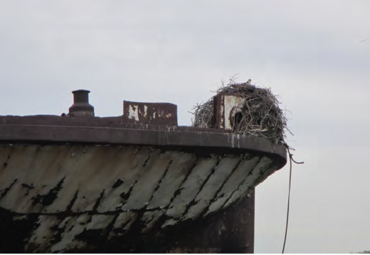 Close-up view of the bow of a shipwreck