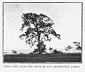 The grave of Ann Hasseltine Judson in Kyaikkhami (1913)