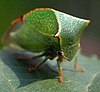 Stictocephala bisonia, commonly known as the Buffalo Treehopper