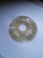 Chlorophyllum molybdites spore print showing its green color