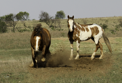 Digitally manipulated composite: horses in the original photo are added to a photo of a pasture.