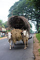 Bullock cart in rural Sri Lanka