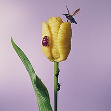 Insects swarm pasta-shape flower with purple background