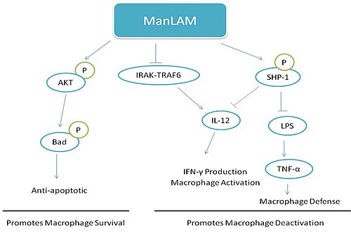 Proposed mechanisms of ManLAM functions