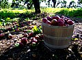 Apple Bushel: Bushel page.