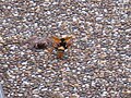 Spider wasp attacking huntsman spider in Sydney, Australia