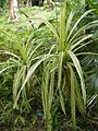 Pandanus sp.