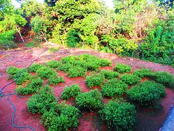 Jasmine Garden