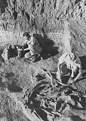 Emil Haury (right) at Naco mammoth kill site, 1952, photograph courtesy Arizona State Museum, University of Arizona.