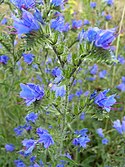 Viper's-bugloss