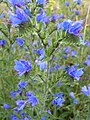 Viper's Bugloss