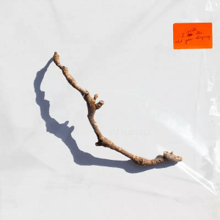 A dead branch casting a shadow on a white surface covered by plastic, with light reflecting off the plastic to the side of the image, Harvey's name in white to the side of the branch, and an orange sticker with the title in handwriting in the top-right corner