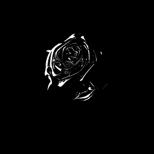 A chrome rose against a black background