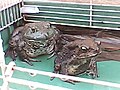 A full-grown male Asiatic toad housed with a captive mature female American bullfrog Rana catesbeiana