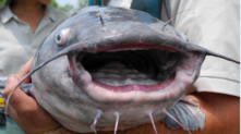 A large catfish facing the camera