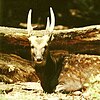 Visayan Spotted Deer, Cervus rusa alfredi