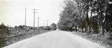 A road passes between tall trees on the right, and farm fields on the left