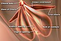 The sub-areas of the clitoris—areas include clitoral glans, body, crura. The vestibular bulbs and corpora cavernosa are also shown.