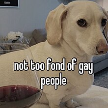 Whitney Chewston, a white dachshund. She is standing on a counter top next to a glass of red wine. The text in the image reads "not too fond of gay people". Whitney looks annoyed or put off in this photo, adding to the humor of the caption.